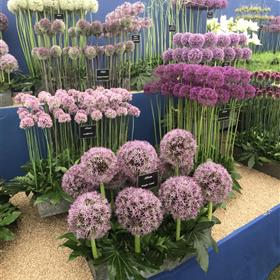 fwthumbRHS 2018 Rays Florist 2.jpg